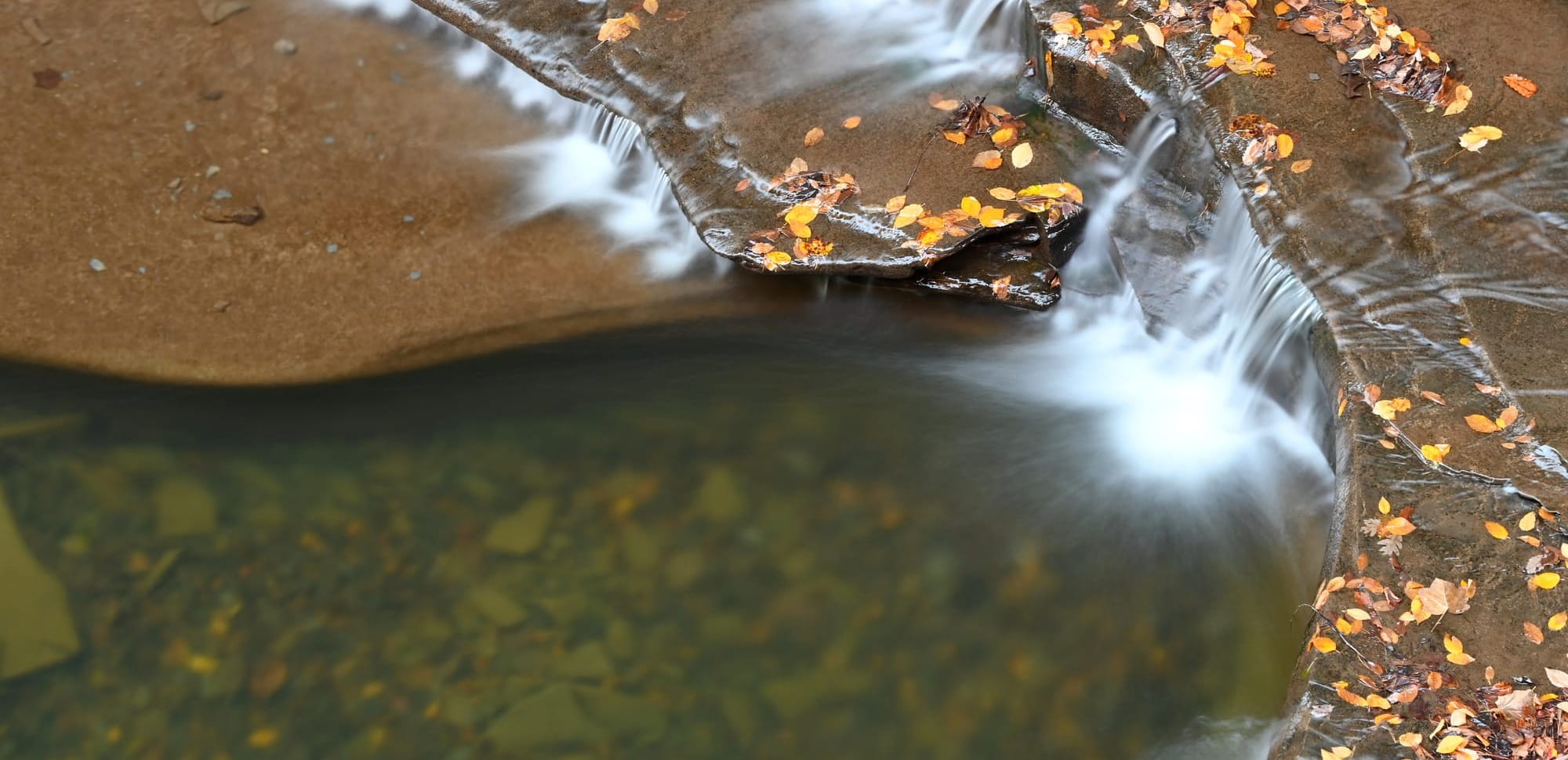 Scattered Leaves