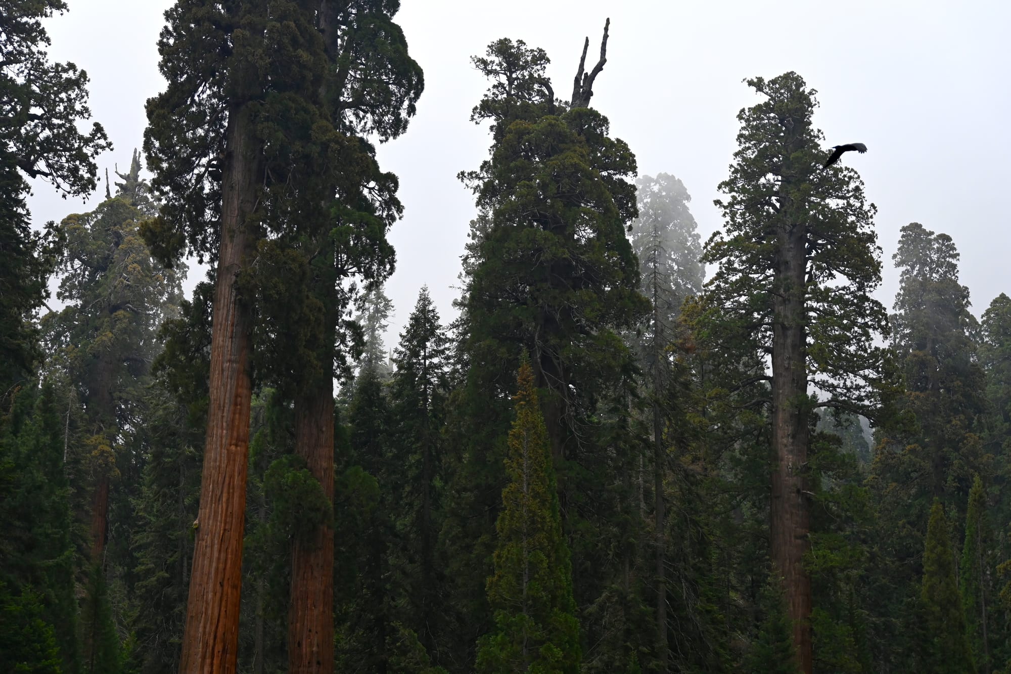 Favorite Photographs: Giant Trees 2025
